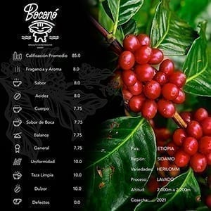 Boconó specialty Coffee ficha etiopia 300