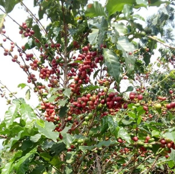 Planta de café Uganda