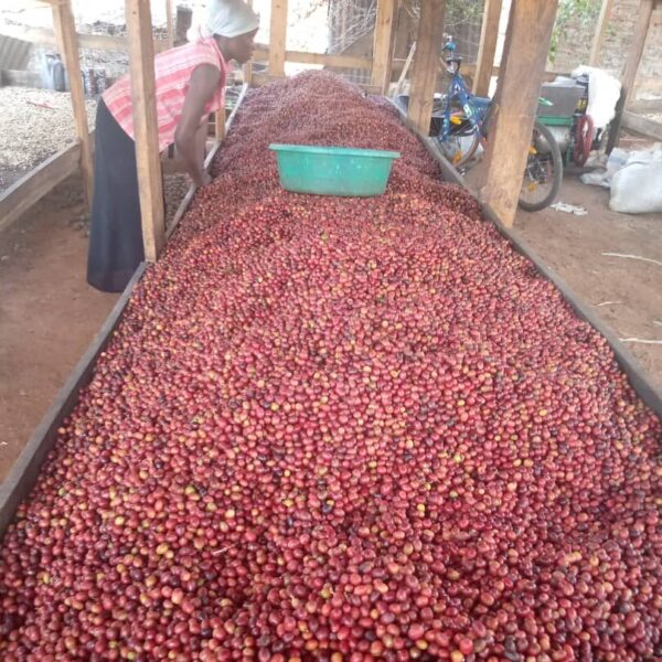 Proceso Natural postcosecha de café en camas africanas