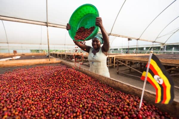 Colocando el café Uganda en camas africanas