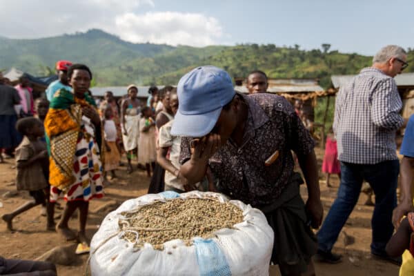 Granos de café de Uganda trillados