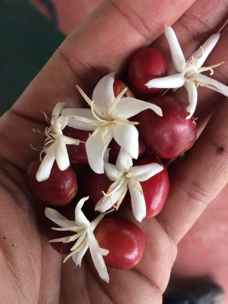 Flores blancas y cerezas rojas de café en la mano de un caficultor