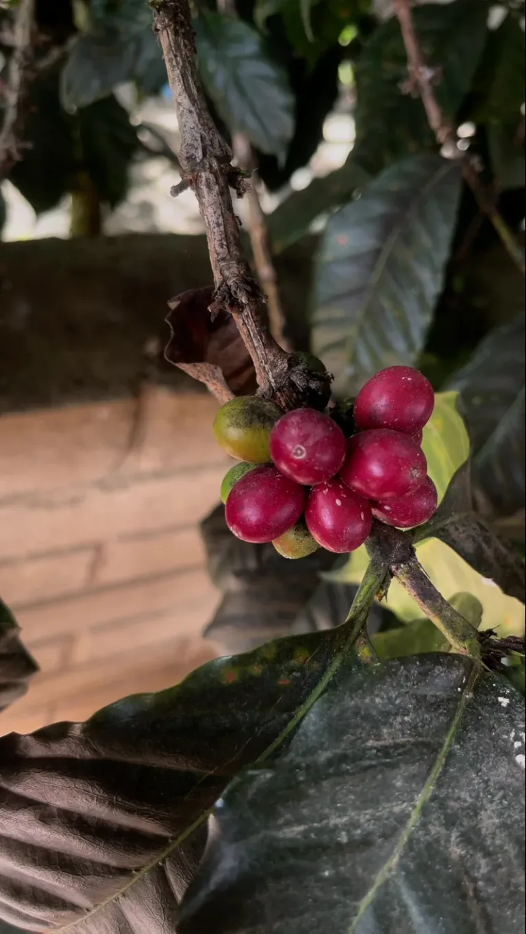 Cerezas de café rojas y verdes madurando en la rama del cafeto