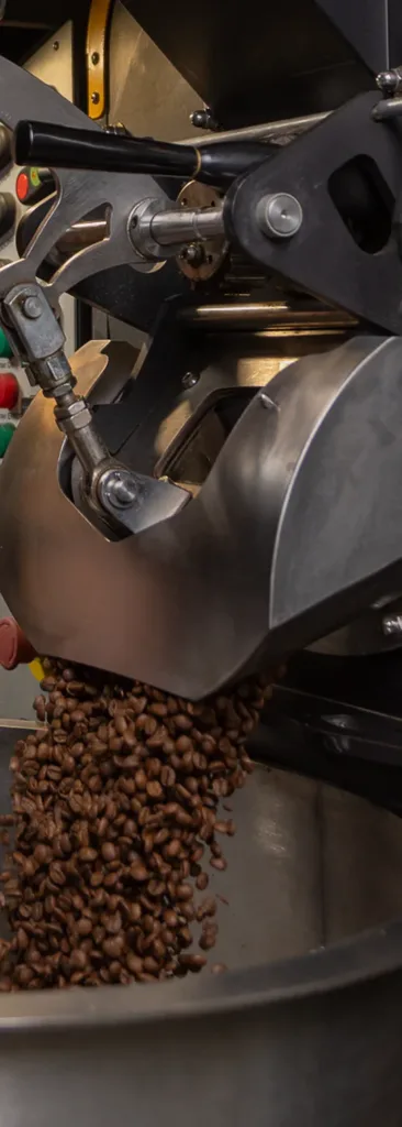 Café recién tostado cayendo del tambor a la bandeja de enfriado