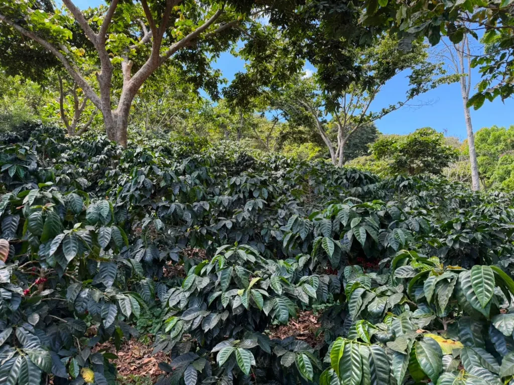 Cafetos de hojas verde oscuro bajo árboles de sombra altos, con el cielo azul entre las copas, en la finca Malacara, en las faldas del volcán de Santa Ana (El Salvador)