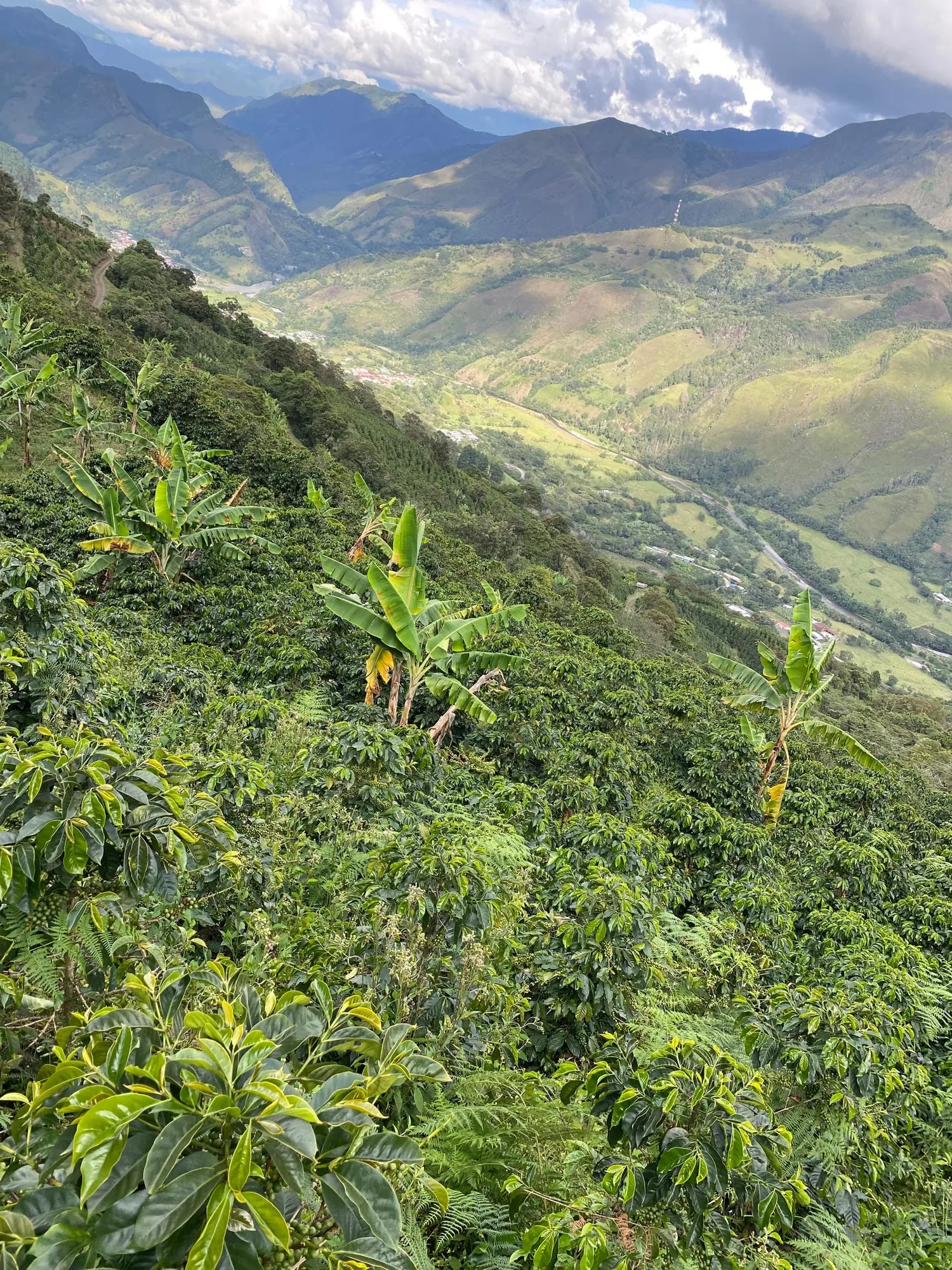 Cafetos y plataneras en una ladera muy pendiente que baja hasta un valle con un río, una carretera y casas dispersas, entre montañas