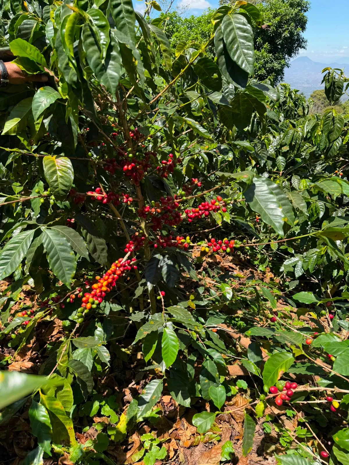 Cafetos cargados de cereza roja y anaranjada en primer plano y, al fondo, las montañas y el valle de Santa Ana bajo un cielo con nubes, en la finca Malacara (El Salvador)
