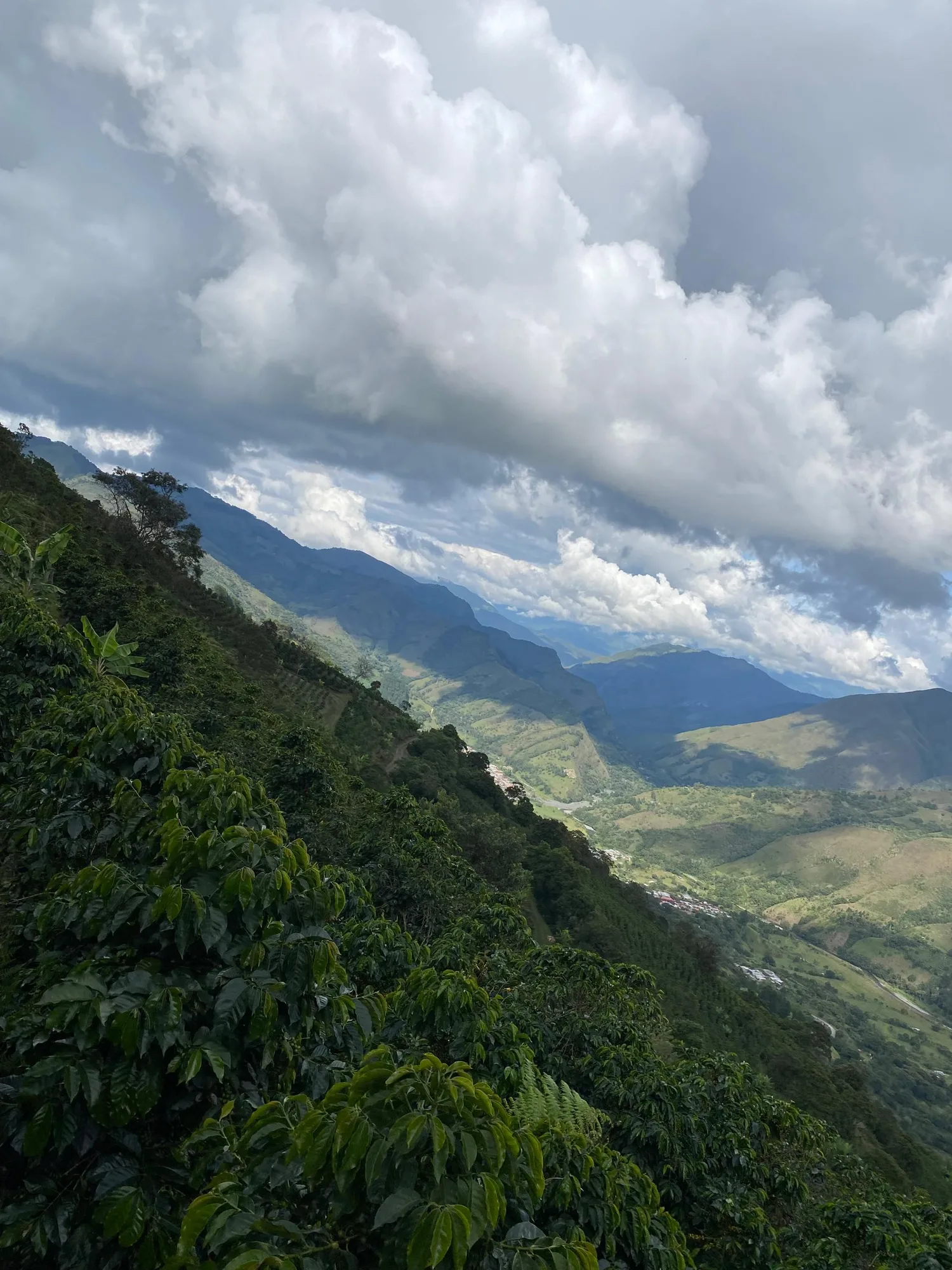 Cafetos en una ladera muy empinada, con el valle y un pueblo en el fondo y nubes de tormenta sobre las montañas