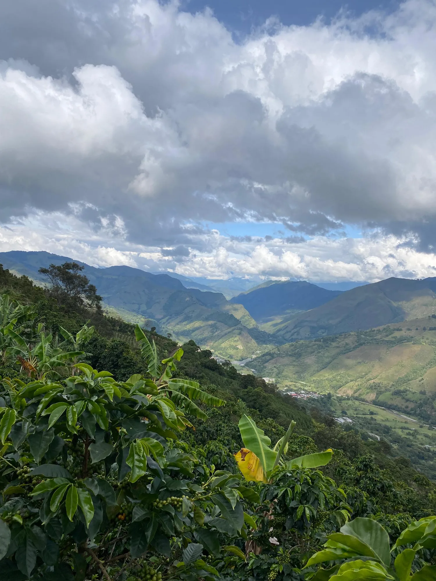 Cafetos con cereza verde y hojas de platanera en primer plano, sobre un valle profundo con un pueblo en el fondo y montañas bajo las nubes
