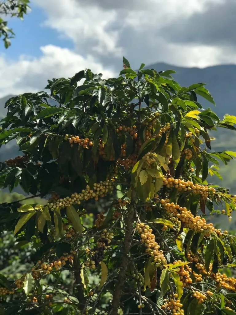 Cafeto cargado de racimos de cereza amarilla, unas maduras y otras aún verdes, con las montañas de Canaguá (Mérida) y las nubes detrás