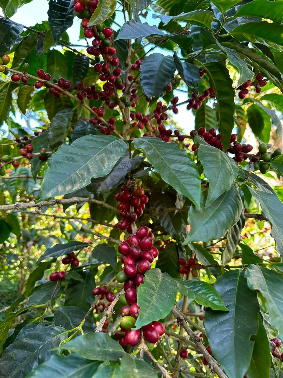 Cafeto con racimos de cerezas de café rojas colgando a lo largo de las ramas, entre hojas grandes y brillantes, en la finca Malacara (Santa Ana, El Salvador)