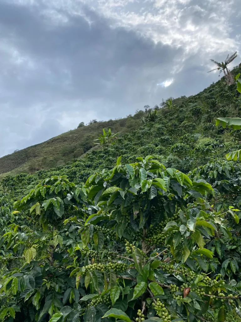 Cafetos cargados de cereza verde en primer plano y, detrás, una ladera sembrada de cafetos y plataneras bajo un cielo nublado