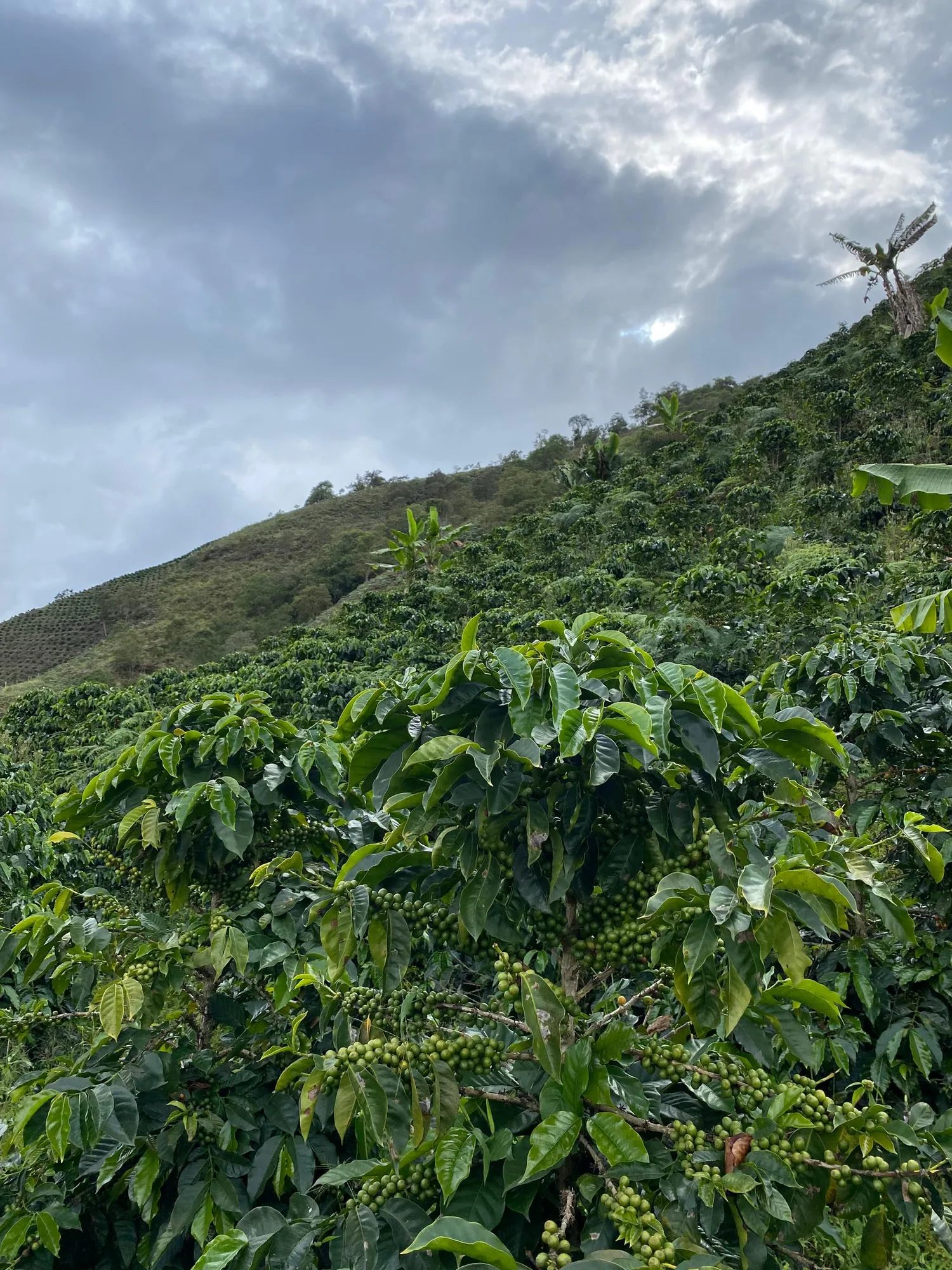 Cafetos cargados de cereza verde en primer plano y, detrás, una ladera sembrada de cafetos y plataneras bajo un cielo nublado