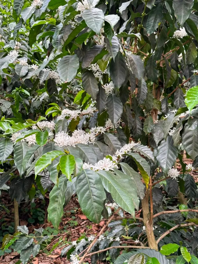 Ramas de cafeto cubiertas de flores blancas entre hojas verde oscuro, en la finca Malacara (Santa Ana, El Salvador)