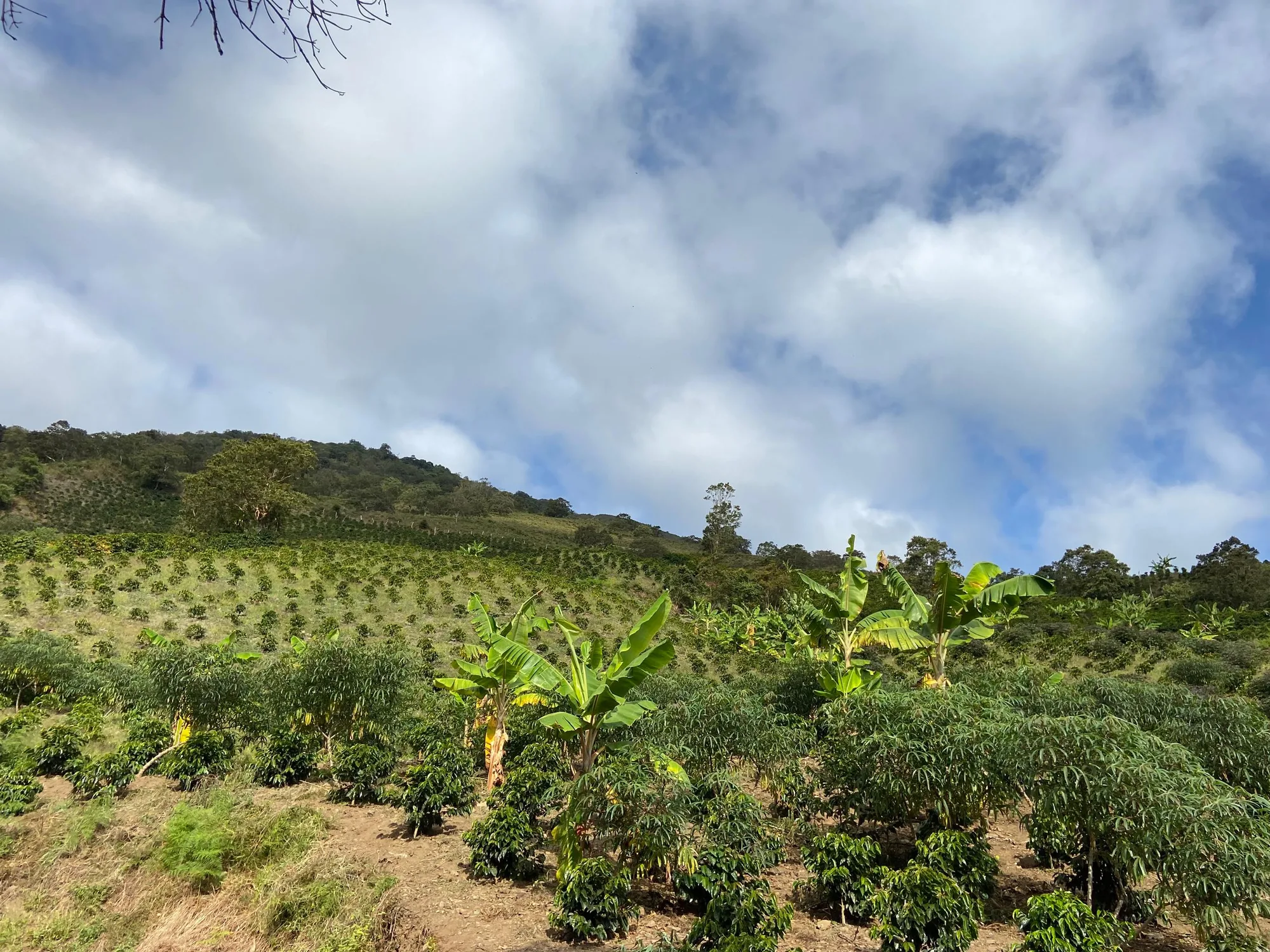 Cafetos jóvenes plantados en hileras en una ladera, entre plataneras y otros cultivos, bajo un cielo con nubes