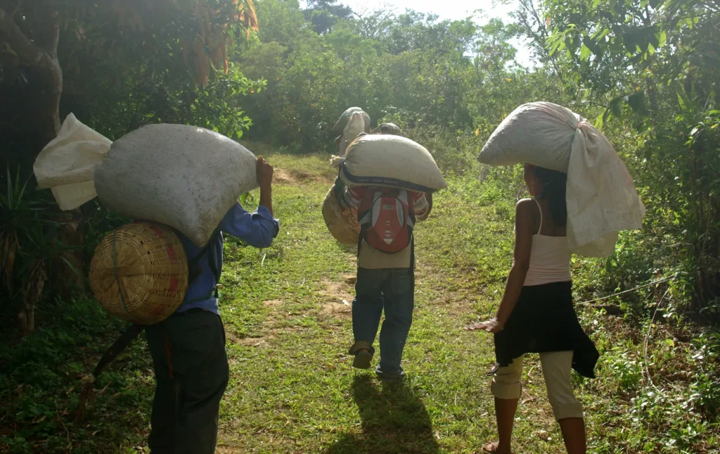 Caficultores de Tacuba, junto al parque nacional El Imposible, cargando a la espalda sacos de café por un camino de la finca