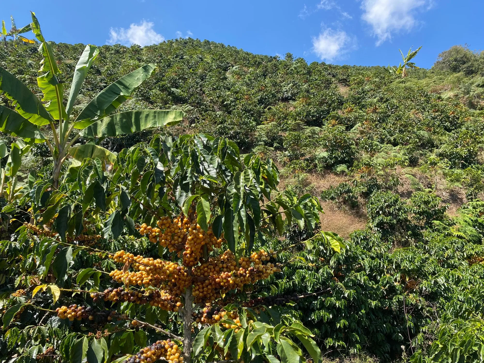 Rama de cafeto con racimos de cereza amarilla madura en primer plano y, detrás, una ladera empinada cubierta de cafetos y plataneras bajo el cielo azul