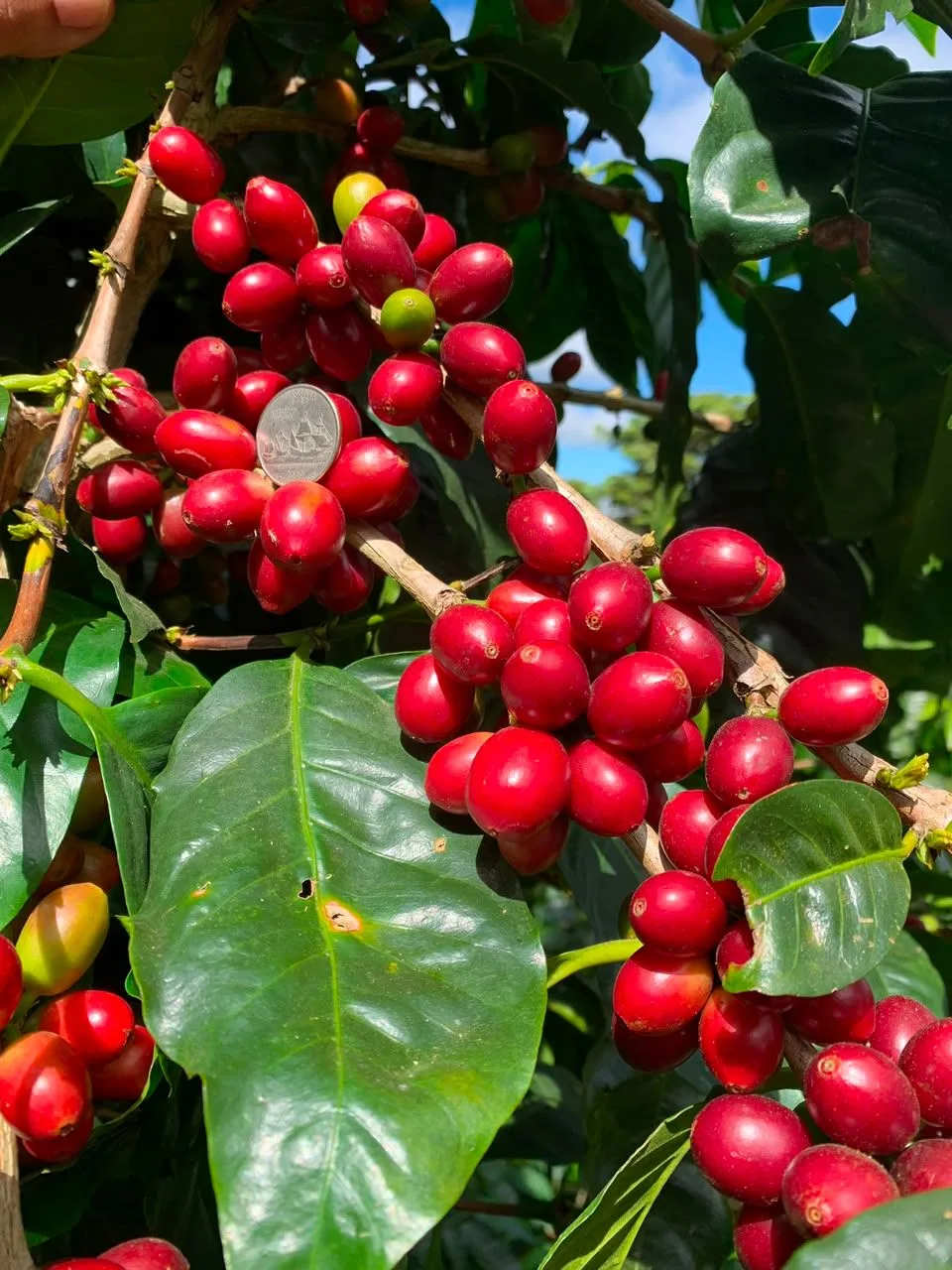 Racimos de cerezas de café rojas y brillantes en la rama, con una moneda de cuarto de dólar entre ellas para comparar el tamaño, en la finca Malacara (El Salvador)
