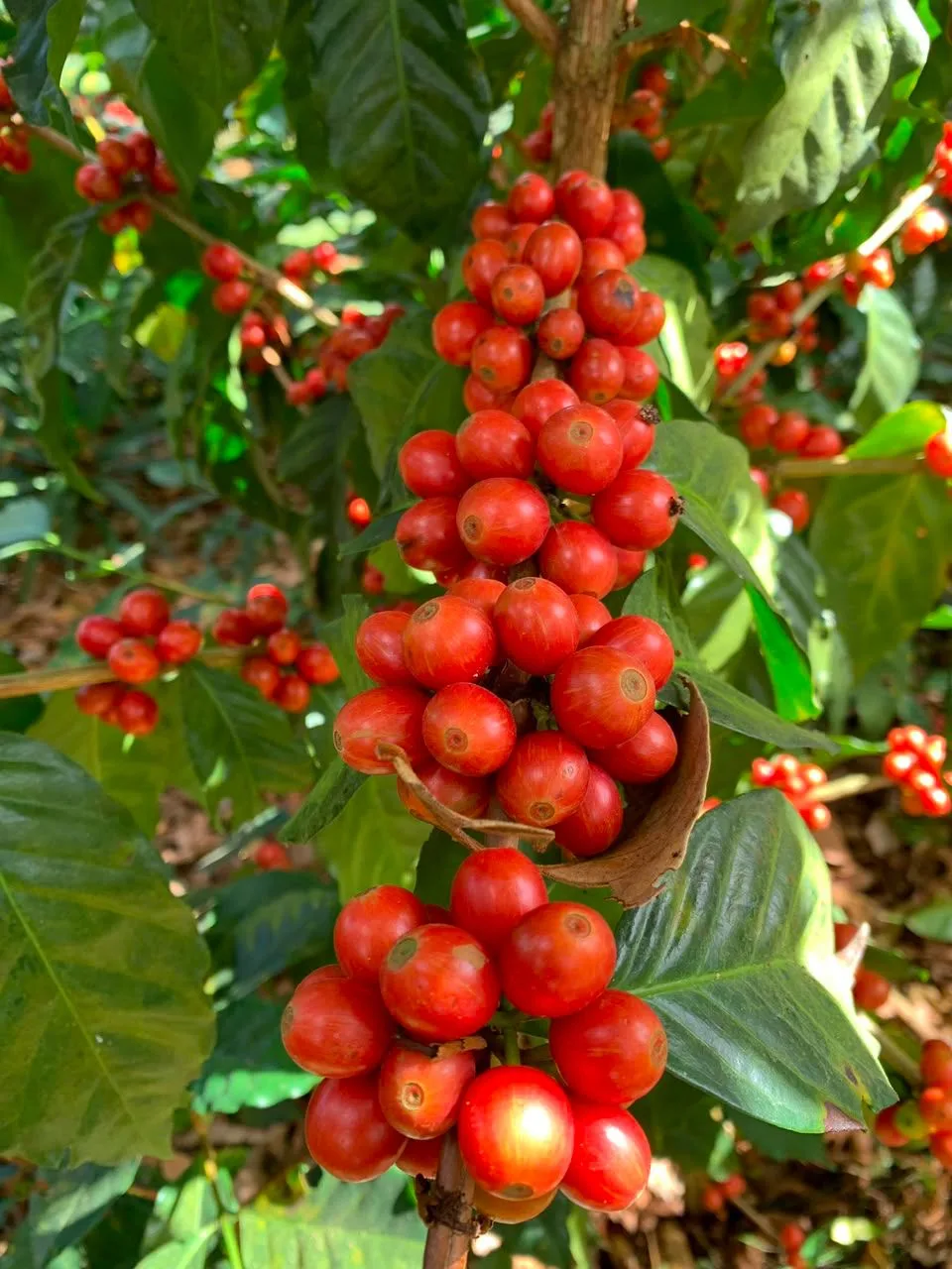 Primer plano de un racimo de cerezas de café de color naranja intenso en la rama de un cafeto, en la finca Malacara (El Salvador)