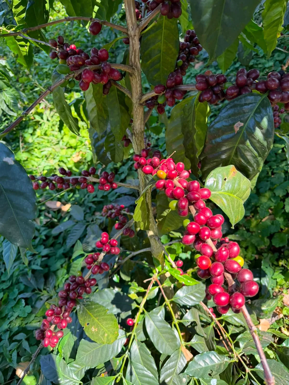 Cafeto con cerezas de café rojas y granates apretadas a lo largo del tallo y de las ramas, en la finca Malacara (El Salvador)