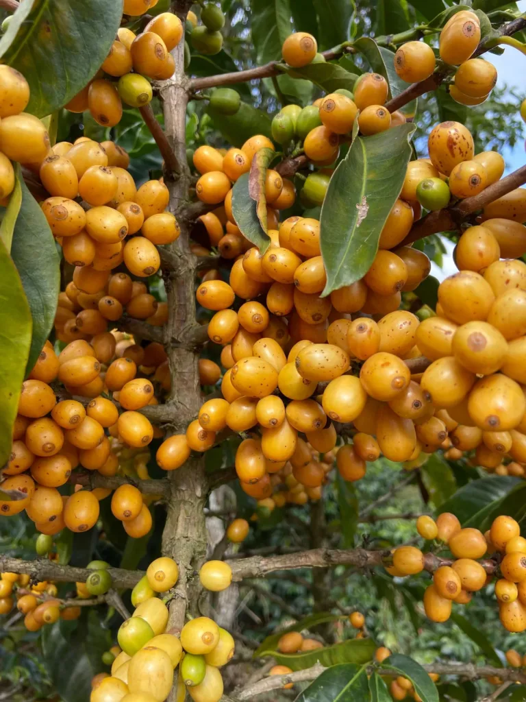 Primer plano de cerezas de café amarillas y maduras, apretadas en la rama, con alguna todavía verde, en Loma del Ovejo (Canaguá, Mérida)