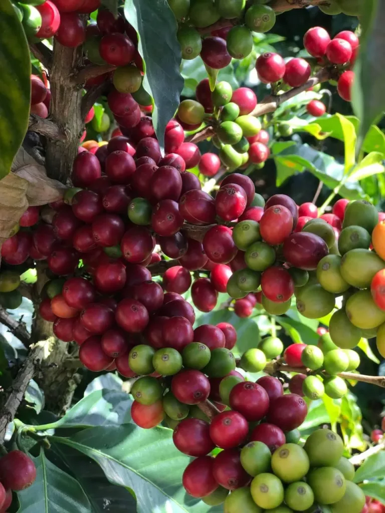Primer plano de cerezas de café granates y rojas junto a otras todavía verdes, en la rama de un cafeto de Loma del Ovejo