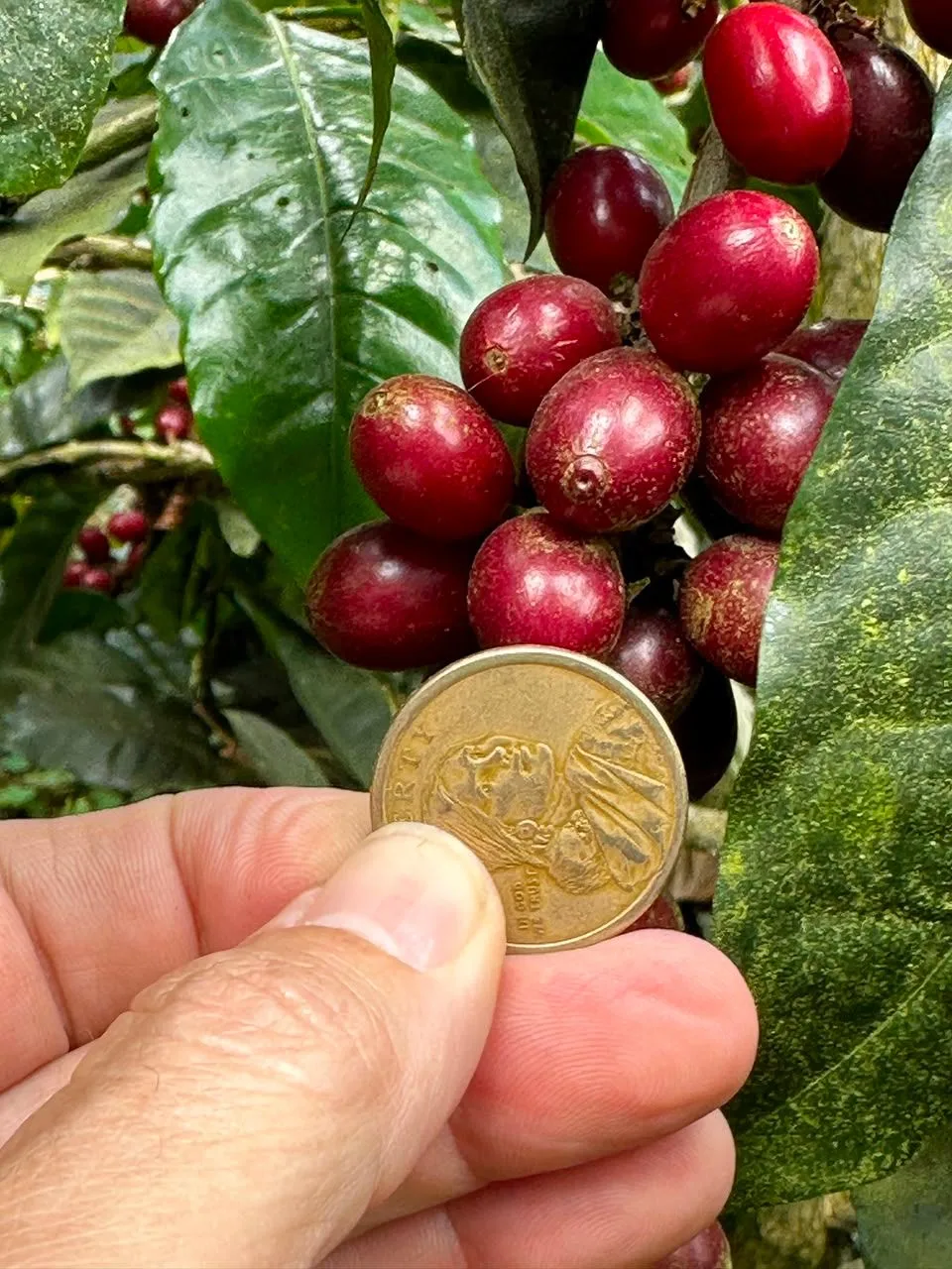 Una mano sostiene una moneda dorada de un dólar junto a un racimo de cerezas de café rojas, en la finca Malacara (Santa Ana, El Salvador)