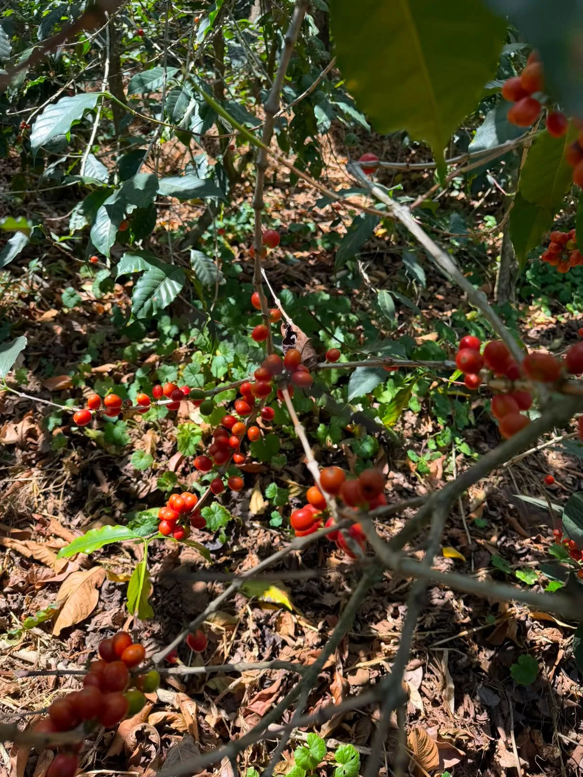 Racimos de cerezas de café de color naranja en las ramas bajas de un cafeto, sobre un suelo cubierto de hojarasca, en la finca Malacara (Santa Ana, El Salvador)