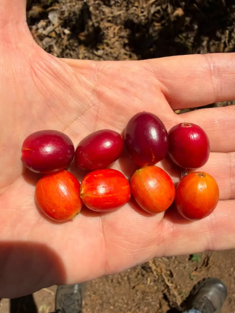 Una mano abierta con ocho cerezas de café: cuatro de color rojo granate y cuatro de color naranja, en la finca Malacara (El Salvador)