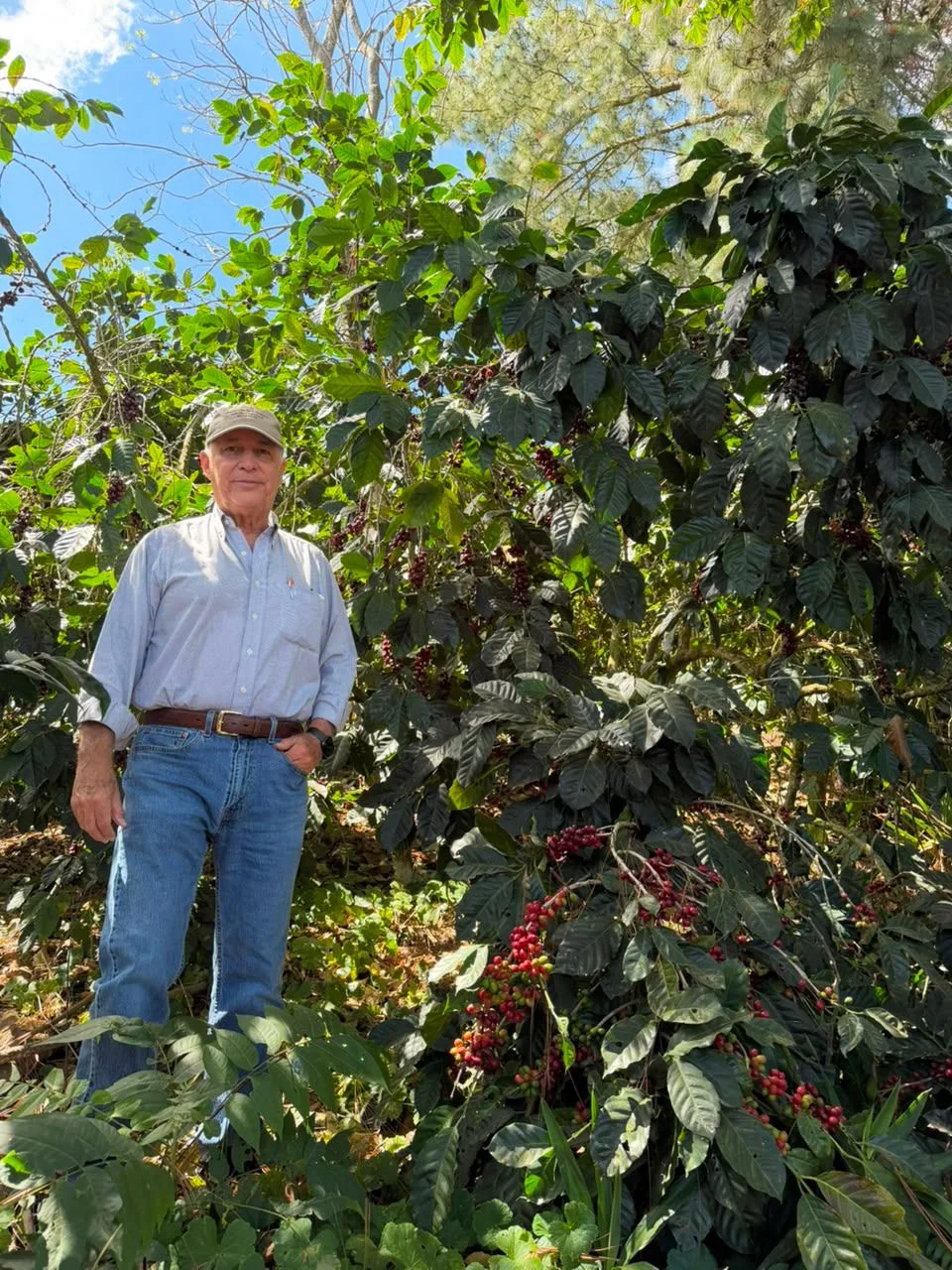 Arturo Álvarez, el productor de la finca Malacara, con gorra, camisa clara y vaqueros, de pie entre cafetos cargados de cereza roja, con pinos y cielo azul detrás, en el volcán de Santa Ana (El Salvador)
