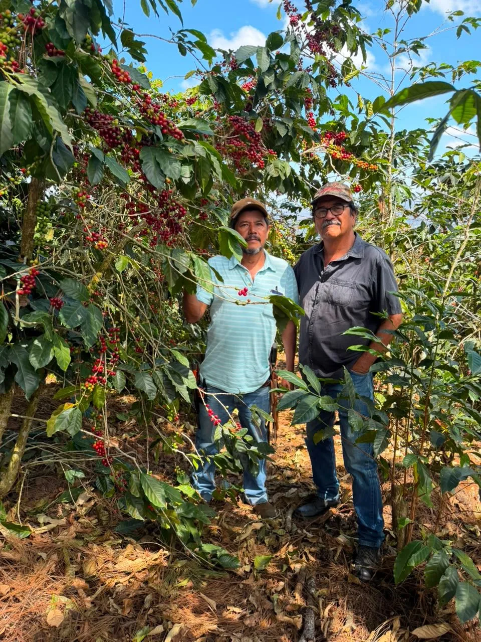 Dos hombres con gorra, de pie entre cafetos cargados de cerezas de café rojas, en la finca Malacara, en el volcán de Santa Ana (El Salvador)