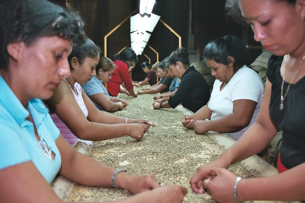 Mujeres escogiendo a mano el café verde sobre una mesa larga en un beneficio de Ahuachapán (El Salvador)