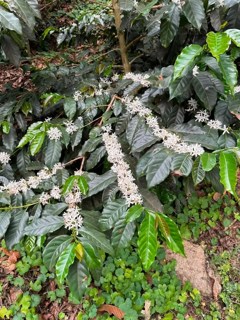 Rama de cafeto con racimos de flores blancas a lo largo de toda la rama, entre hojas verde oscuro, en la finca Malacara (El Salvador)