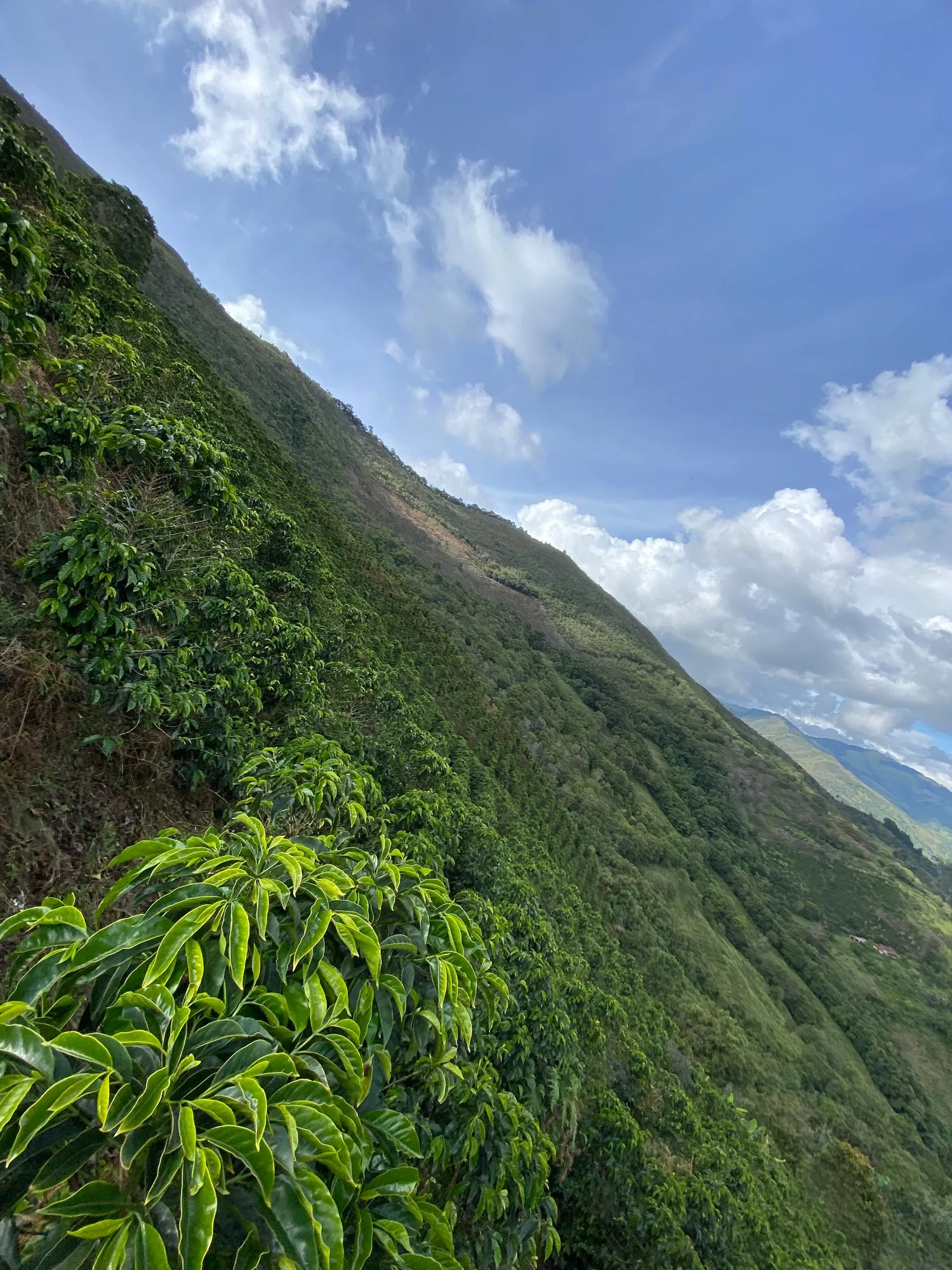 Ladera muy empinada cubierta de cafetos de arriba abajo, con cielo azul y nubes blancas