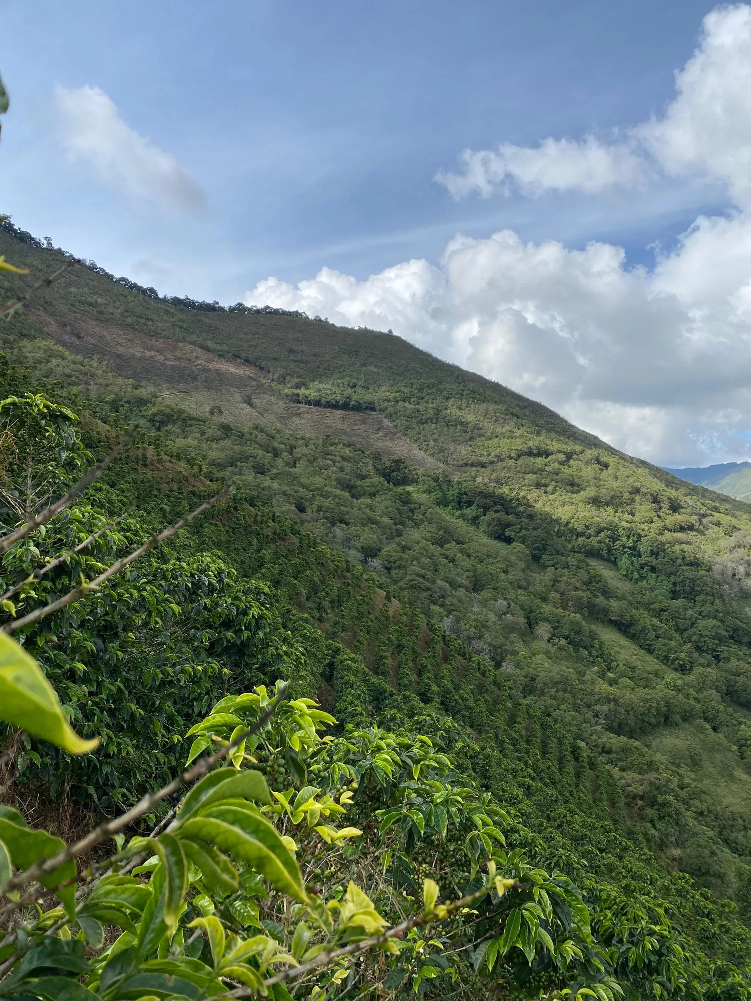 Ladera empinada con cafetos plantados en hileras que suben hasta la cumbre, ramas de cafeto en primer plano y cielo azul con nubes