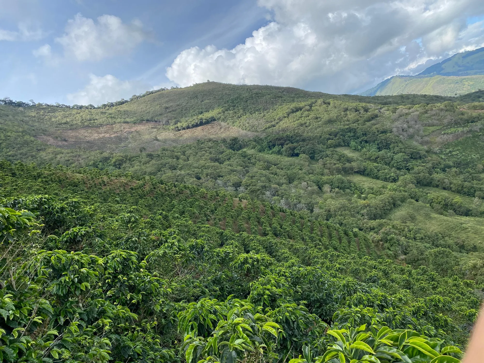 Ladera sembrada de cafetos en hileras, con árboles dispersos, que sube hasta una loma; al fondo, montañas y nubes