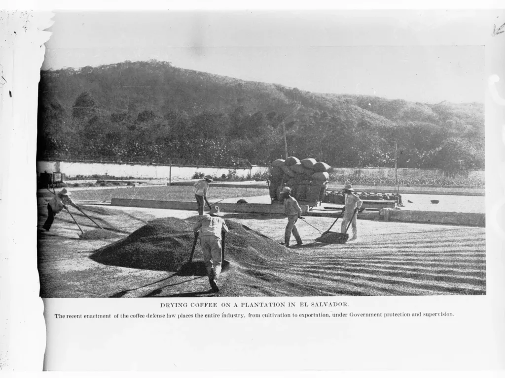 Patio de secado de una finca de café de El Salvador hacia 1905, con los trabajadores extendiendo el grano al sol