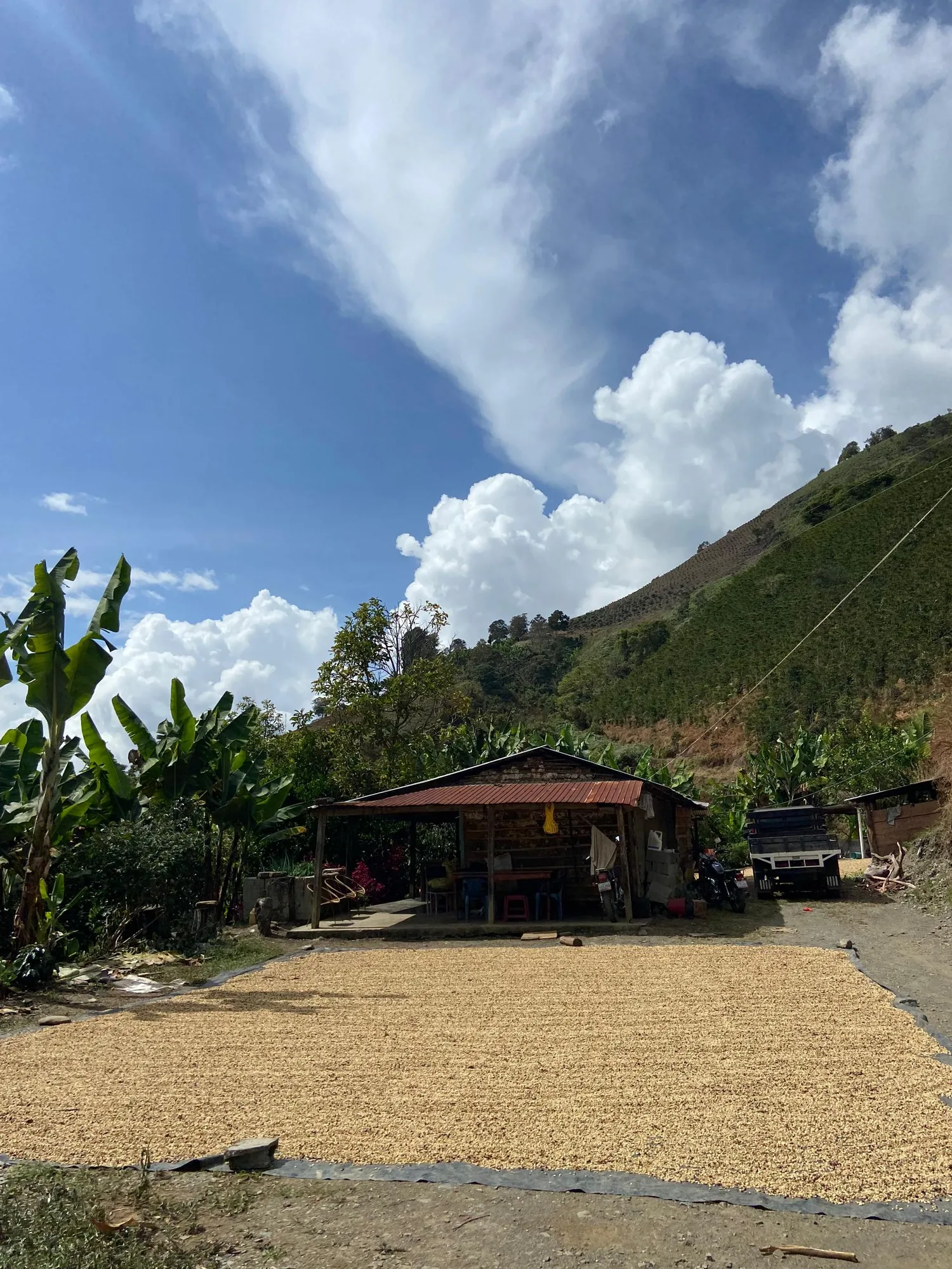 Café en pergamino extendido al sol en el patio de secado, delante de una casa con techo de chapa roja, plataneras y una ladera sembrada de cafetos