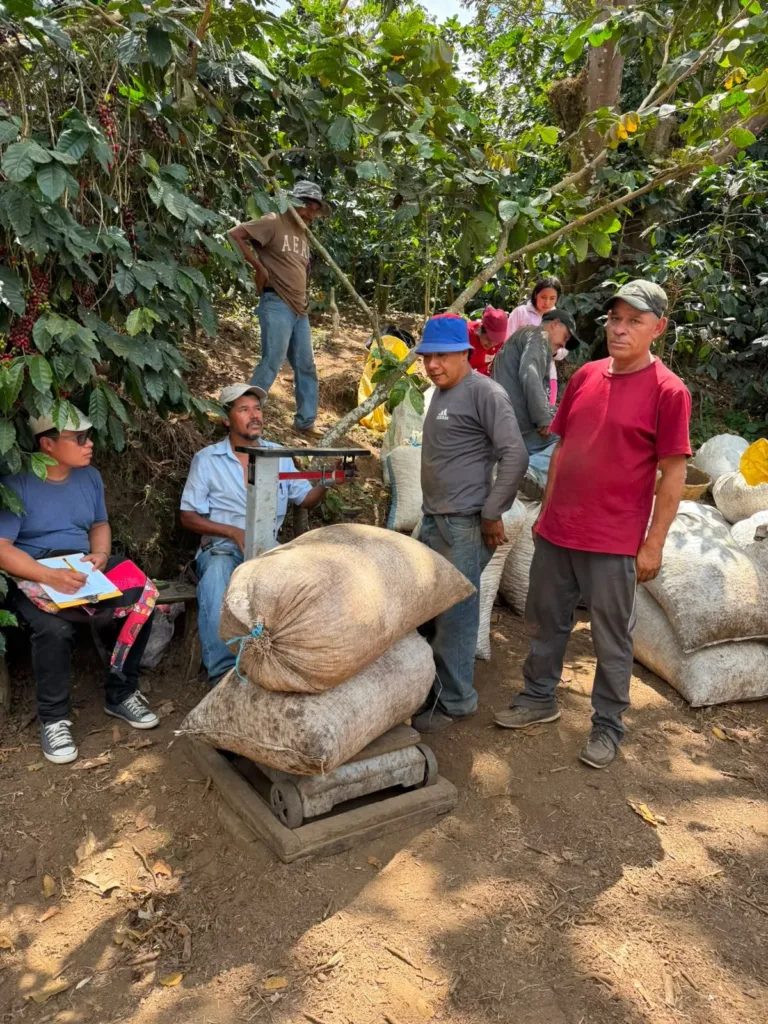 Varias personas bajo los cafetos pesan sacos de cereza de café en una báscula, y una de ellas anota en un cuaderno, en la finca Malacara (El Salvador)
