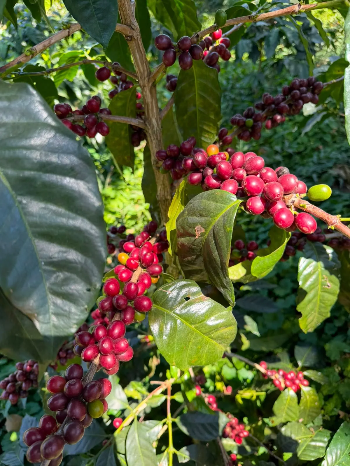 Racimos apretados de cerezas de café rojas y granates a lo largo de una rama, con una hoja grande en primer plano, en la finca Malacara (Santa Ana, El Salvador)