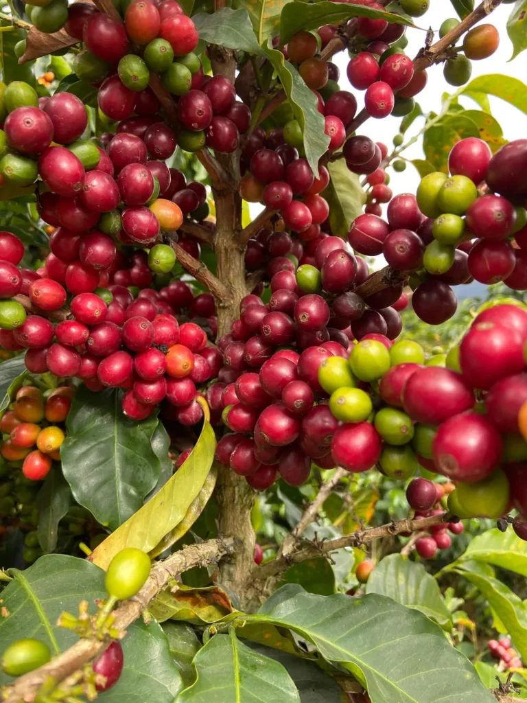 Racimos apretados de cereza de café roja y granate, con alguna verde y alguna naranja, en las ramas de un cafeto de Loma del Ovejo (Canaguá, Mérida)
