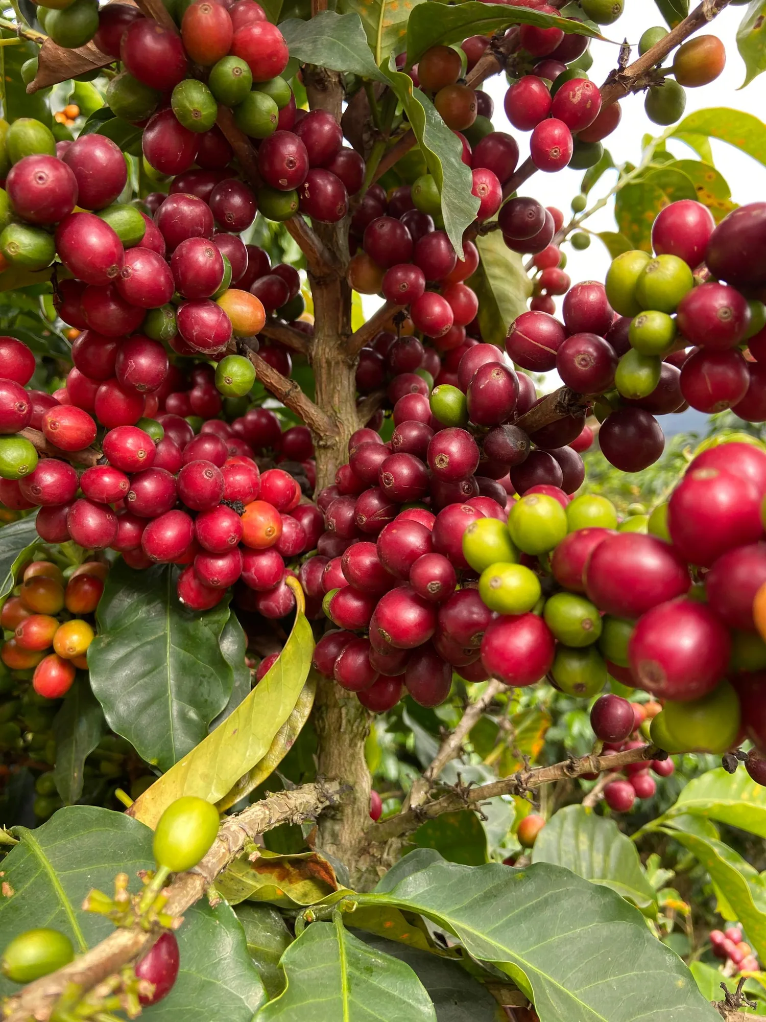 Racimos apretados de cereza de café roja y granate, con alguna verde y alguna naranja, en las ramas de un cafeto de Loma del Ovejo (Canaguá, Mérida)
