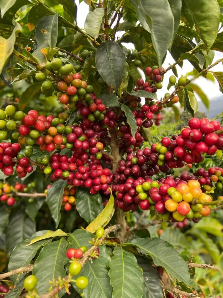 Ramas de cafeto con cerezas verdes, amarillas, naranjas, rojas y granates a la vez, en Loma del Ovejo (Canaguá, Mérida)