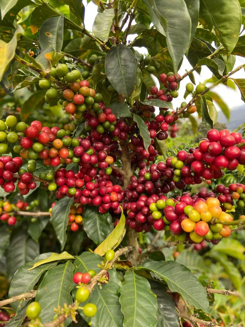 Ramas de cafeto con cerezas verdes, amarillas, naranjas, rojas y granates a la vez, en Loma del Ovejo (Canaguá, Mérida)