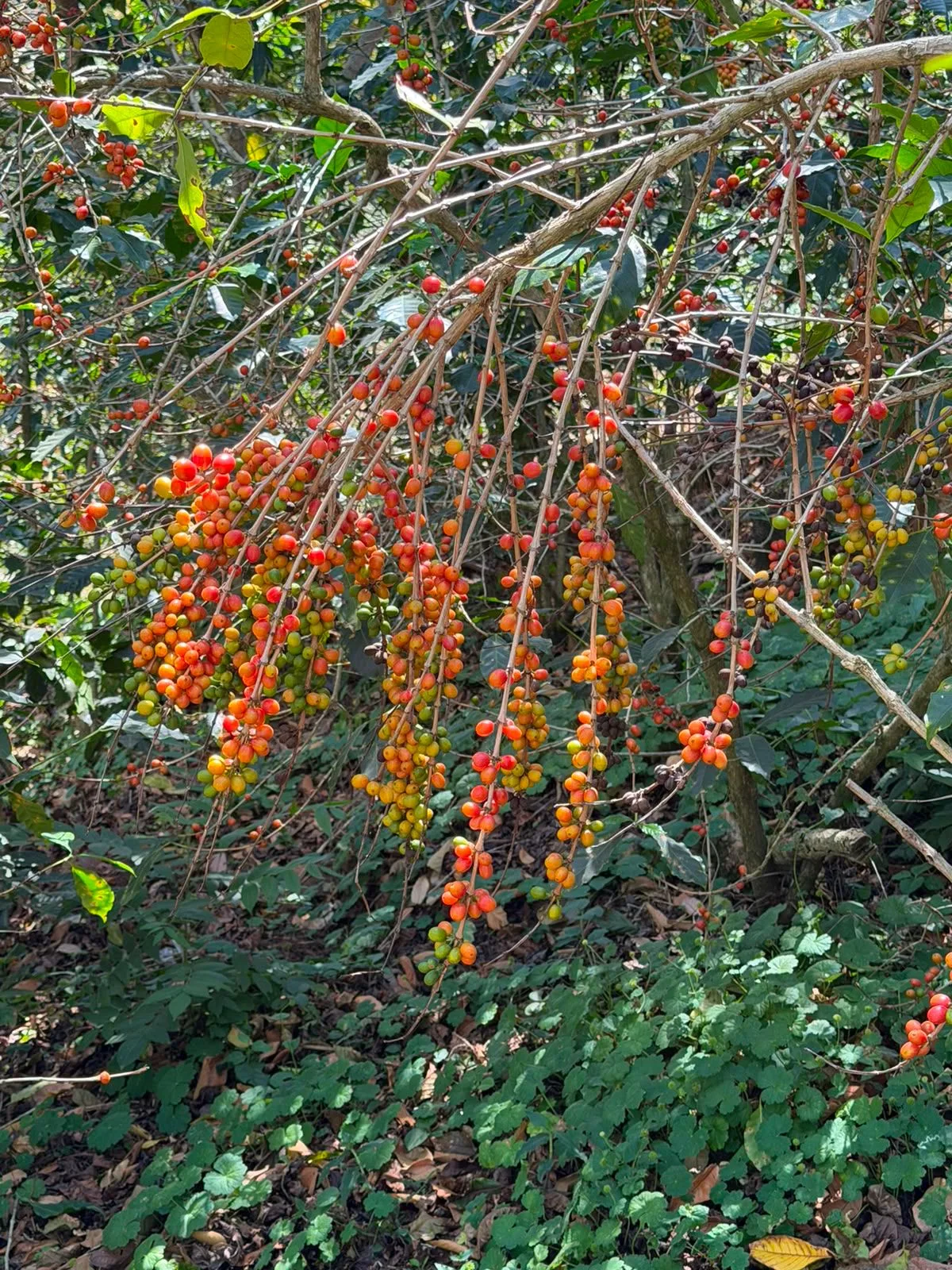Ramas de cafeto que cuelgan cargadas de cerezas de café naranjas y amarillas, en la finca Malacara (Santa Ana, El Salvador)