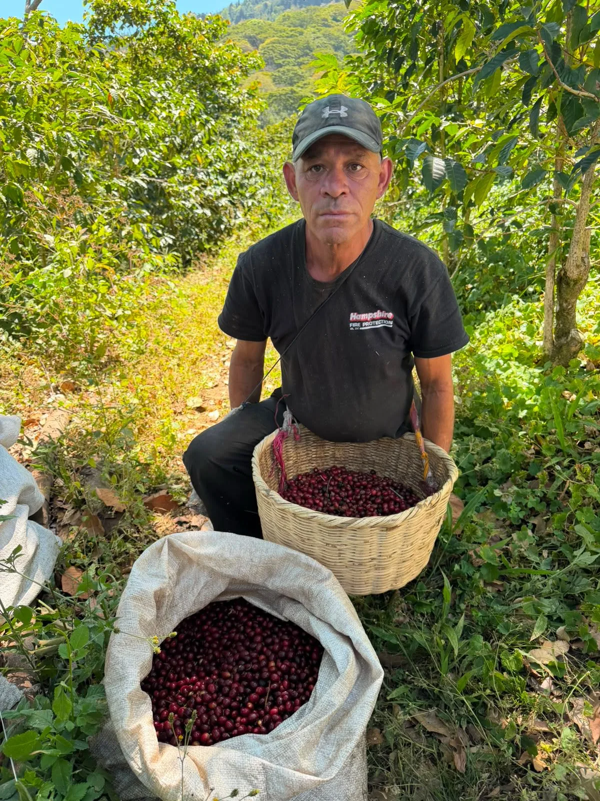 Hombre con gorra y camiseta negra, arrodillado junto a un canasto de mimbre y un saco llenos de cerezas de café rojas, entre cafetos, en la finca Malacara (El Salvador)