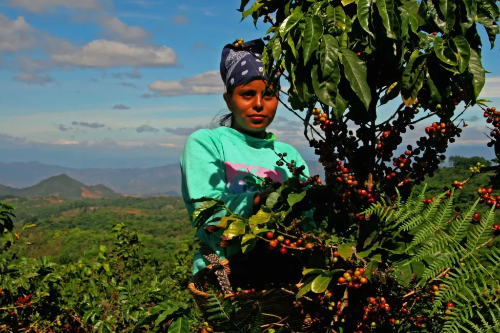 Una recolectora junto a un cafeto cargado de cerezas maduras en la cooperativa de Ciudad Barrios, en el oriente de El Salvador