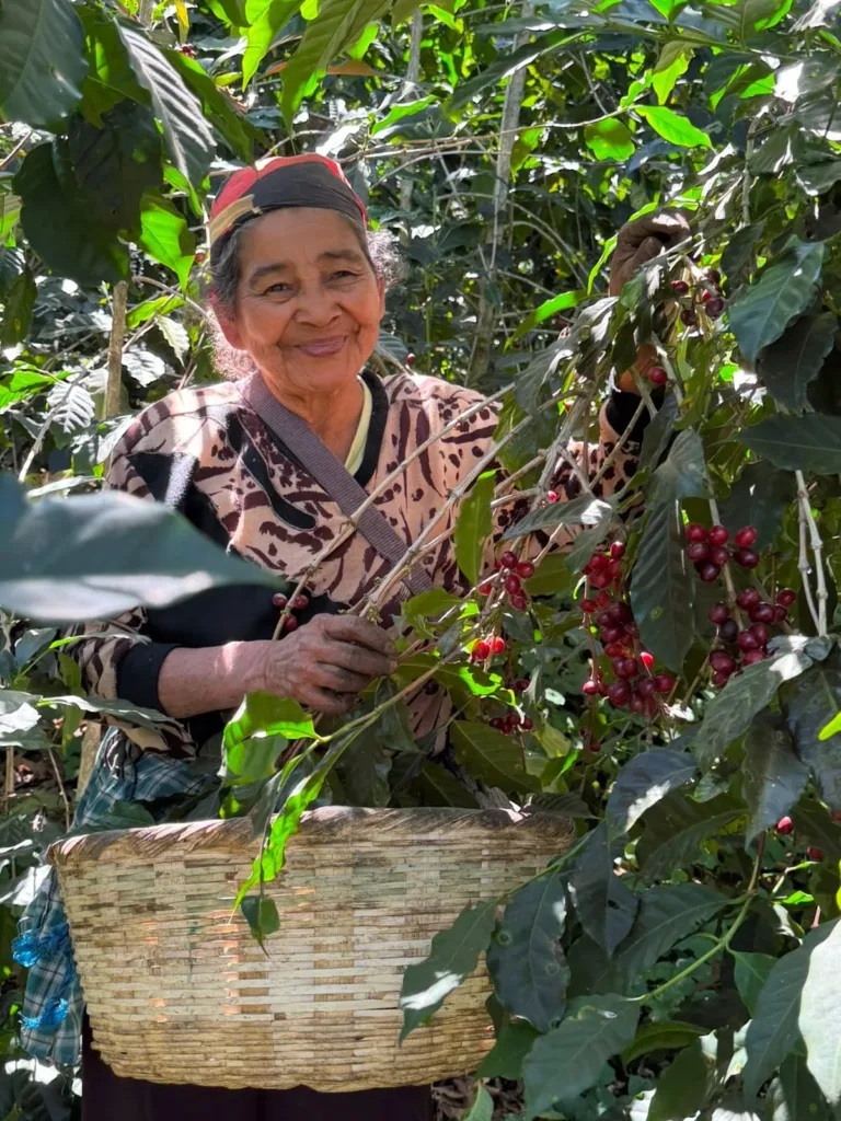Mujer sonriente con pañuelo en la cabeza recoge cerezas de café rojas de una rama, con un canasto de mimbre delante, en la finca Malacara (El Salvador)