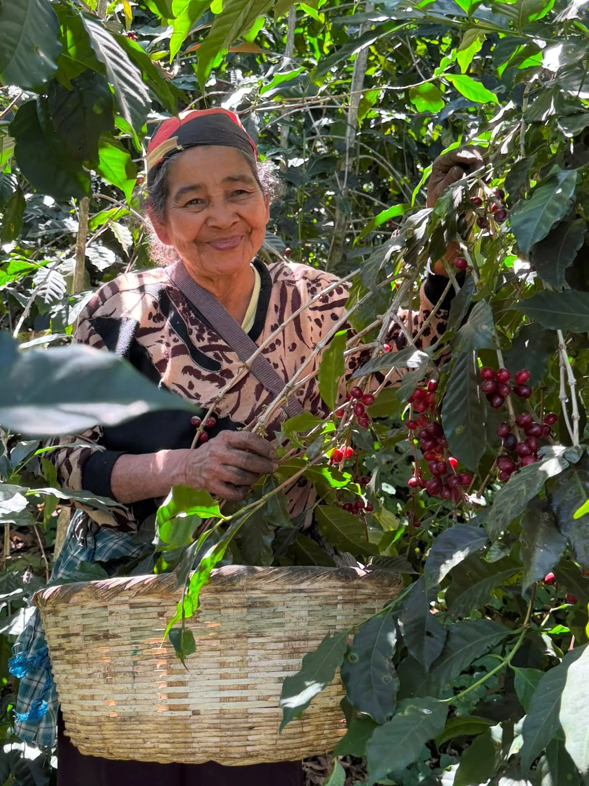 Mujer sonriente con pañuelo en la cabeza recoge cerezas de café rojas de una rama, con un canasto de mimbre delante, en la finca Malacara (El Salvador)