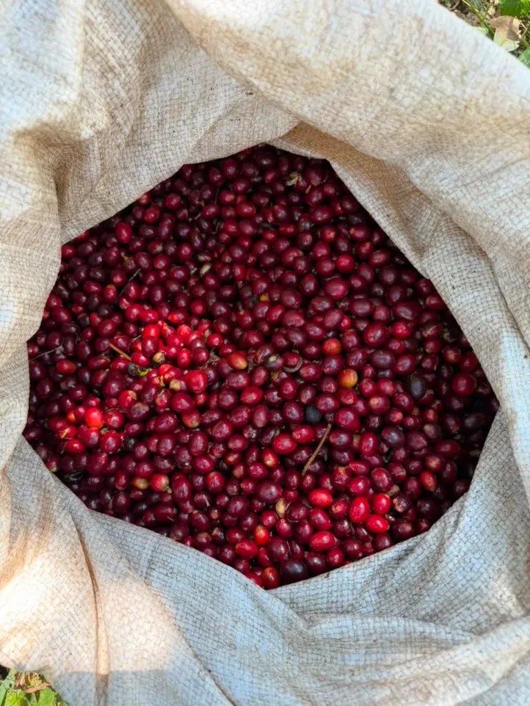 Saco de tela abierto, lleno hasta arriba de cerezas de café rojas y granates recién recogidas, en la finca Malacara (El Salvador)